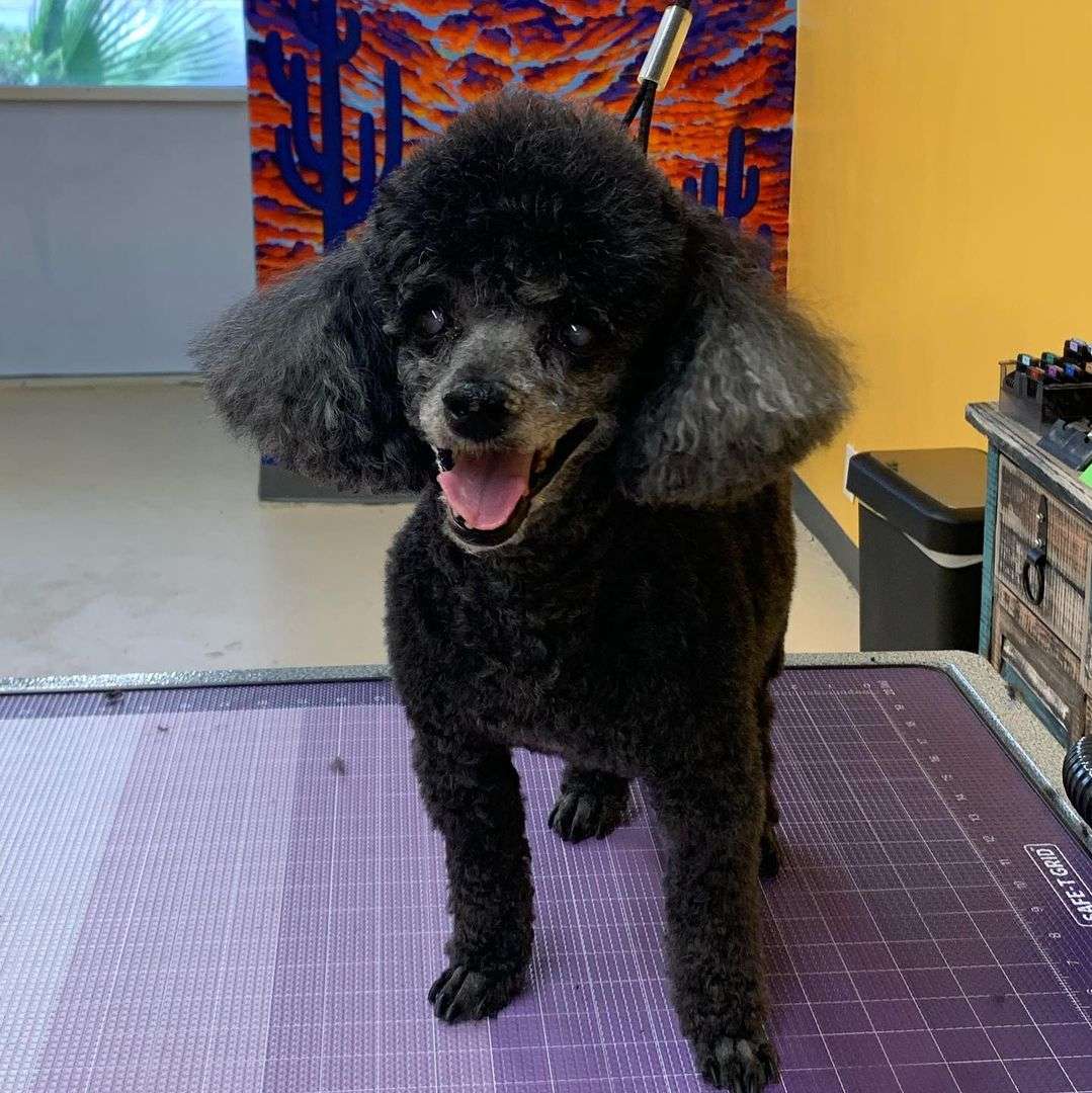 Lucky Dog Spa - Business Photo